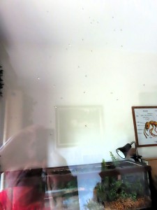 Photo n° 1, Mes fourmis au cours de l'été 2025.
