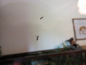 Photo n° 2, Mes fourmis au cours de l'été 2025.