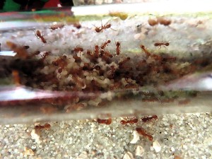 Photo n° 9, Mes fourmis au cours de l'été 2025.