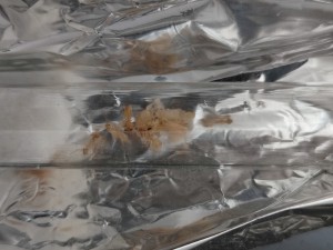 [Blog] Colonie cannibale Camponotus fedtschenkoi de Lunderteckel, IMG_20250909_181503.jpg