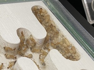 [Blog] Les Camponotus sanctus de Lorette, IMG_1236.jpeg