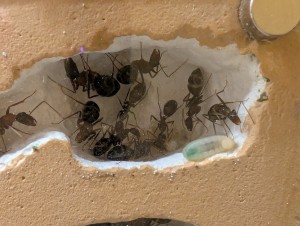 Larve verte, [Blog] Camponotus barbaricus de Mimiti