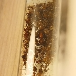 [BLOG]Les C.nicobarensis de Gigantiosp 59, IMG_20250915_200107.jpg