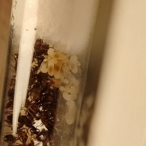 [BLOG]Les C.nicobarensis de Gigantiosp 59, IMG_20250915_195957.jpg