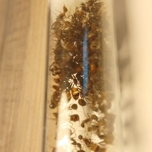 [BLOG]Les C.nicobarensis de Gigantiosp 59, IMG_20250915_195904.jpg