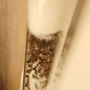 [BLOG]Les C.nicobarensis de Gigantiosp 59, IMG_20250915_195849.jpg