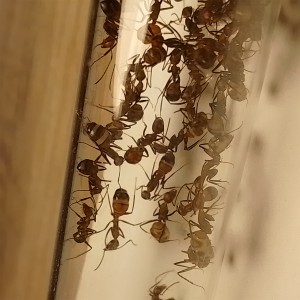 [BLOG]Les C.nicobarensis de Gigantiosp 59, IMG_20250915_195814.jpg