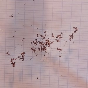 Les cadavres des ouvrières qui étaient dans le nid, [BLOG]Les C.nicobarensis de Gigantiosp 59