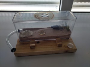 [BLOG] Formica sp. de Bouboulou, IMG_20250917_155131.jpg