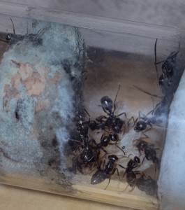 Elles sont pas mignonnes..., [BLOG] Formica sp. de Bouboulou