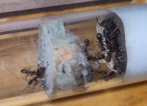 ... ces petites coquines ?!, [BLOG] Formica sp. de Bouboulou