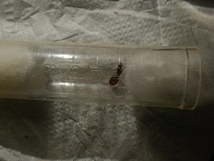 [Aphaenogaster subterranea] Identification de deux gynes des bouches du Rhône, IMG20250923212103.jpg