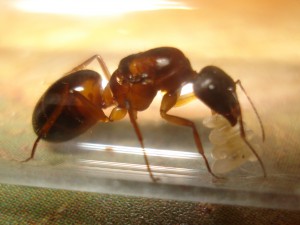Les Camponotus de funkyben, DSC07155.JPG