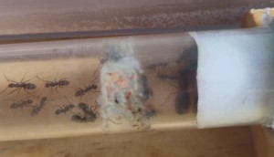Désolé pour la mauvaise qualité, je ne pensais..., [BLOG] Formica sp. de Bouboulou