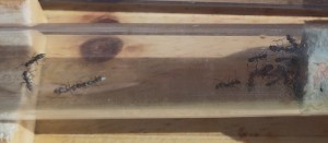 ...pas que ce serait si sombre à l'image., [BLOG] Formica sp. de Bouboulou