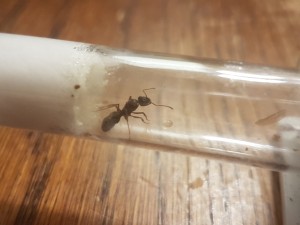 Ectatomma 2, [Blog] Ectatomma ruidum de Phasman