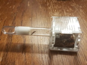 Ectatomma 1, [Blog] Ectatomma ruidum de Phasman