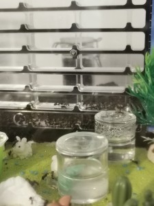 [Blog] Camponotus nicobarensis n°2 de Marie Aromat, IMG_20251002_084355.jpg