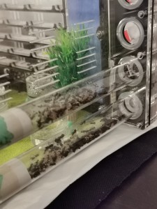 [Blog] Camponotus nicobarensis n°2 de Marie Aromat, IMG_20251002_084402.jpg