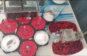 Fini, Encore un nouveau nid pour mes Messor barbarus