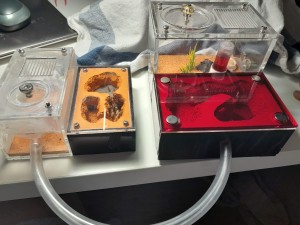 déménagement !, [Blog] Les Camponotus floridanus de Natant !