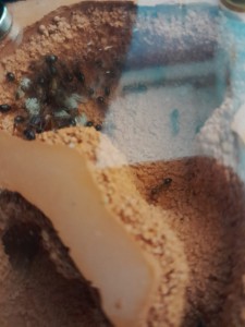 dans le nid;, [Blog] Les Camponotus floridanus de Natant !