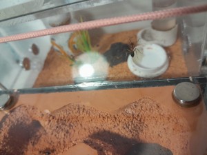 BB-8 ??!!!!, [Blog] Les Camponotus floridanus de Natant !