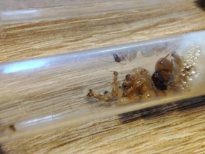 [Blog] Colonie cannibale Camponotus fedtschenkoi de Lunderteckel, IMG_20251007_180848.jpg