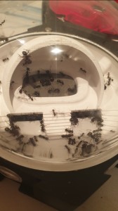 Encore un nouveau nid pour mes Messor barbarus, Screenshot_20251008-105709_Gallery.jpg