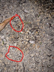 Fourmie plus grosse, [Crematogaster scutellaris] Fourmi écussonnée ?