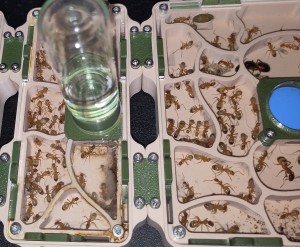 [BLOG] Camponotus sanctus de Bouboulou, IMG_20251009_193638.jpg