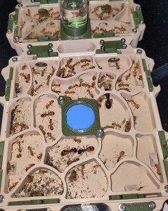 [BLOG] Camponotus sanctus de Bouboulou, IMG_20251009_193631.jpg