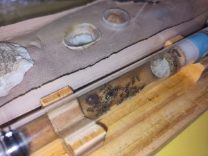 [BLOG] Formica sp. de Bouboulou, IMG_20251009_195608.jpg