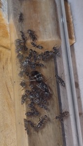 [BLOG] Formica sp. de Bouboulou, IMG_20251009_195813.jpg