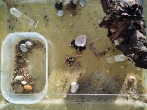 [BLOG] Messor barbarus de Bouboulou, IMG_20251006_182750.jpg