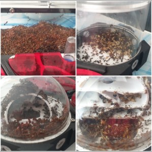 Encore un nouveau nid pour mes Messor barbarus, Screenshot_20251013-155306_Photo Editor.jpg