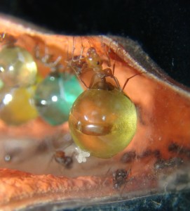 Myrmecocystus mimicus Orangina, [Blog] Myrmecocystus mimicus (fourmi pot de miel) de Seed noir