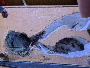 20 oct. 2025 : 30-40 environ, 