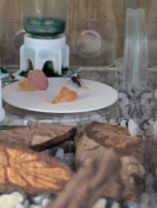 20/10/2025 23h12, [Blog] Camponotus barbaricus de Mimiti