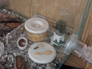 21/10/2025 21h23, [Blog] Camponotus barbaricus de Mimiti