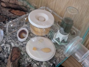 22/10/2025 10h40, [Blog] Camponotus barbaricus de Mimiti