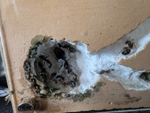 Après nettoyage, [Blog] Camponotus barbaricus de Mimiti
