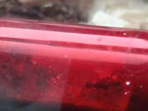Harpegnathos Venator envahies par des acariens ?, 1000065072.jpg