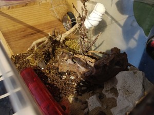 Harpegnathos Venator envahies par des acariens ?, 1000065074.jpg