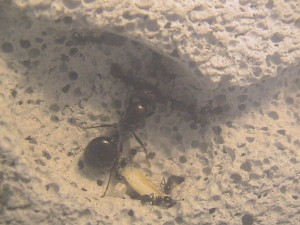 Mon petit projet, IMG_0108.JPG