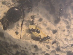 Mon petit projet, IMG_0109.JPG