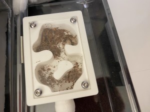 Pseudolasius cibdelus, j’ai essayé, j’ai échoué, mais j’ai appris !, 2025-02 - nid Estheticant.jpeg