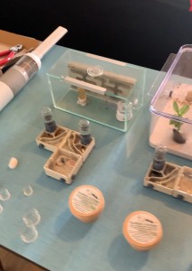 1 traitement de mes colonies, Anti-acariens "Taurrus", format dispo sur site taurrus 13.50€ fpd compris !