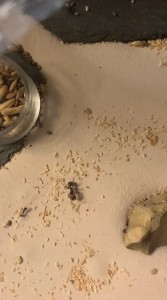 [Blog] Messor barbarus Marmoun, IMG_2873.jpeg