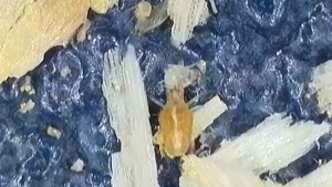 Anti-acariens "Taurrus", format dispo sur site taurrus 13.50€ fpd compris !, 2025-11-10-16-02-13-276.jpeg